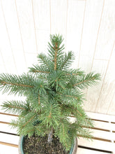 画像をギャラリービューアに読み込む, 【予約注文:11/12発送】ピセア・プンゲンス・スーパーブルーシードリング 6号