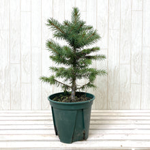 画像をギャラリービューアに読み込む, 【予約注文:11/12発送】ピセア・プンゲンス・スーパーブルーシードリング 6号