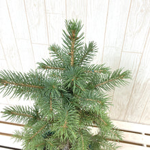 画像をギャラリービューアに読み込む, 【予約注文:11/12発送】ピセア・プンゲンス・スーパーブルーシードリング 6号