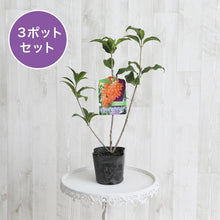 画像をギャラリービューアに読み込む, 【限定32セット】キンモクセイ(金木犀) 苗木 3.5号 3ポットセット ※予約商品:10/24発送