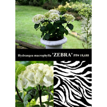 画像をギャラリービューアに読み込む, 【予約商品:5/5発送】アジサイ ブラックステム ゼブラホワイト 1鉢