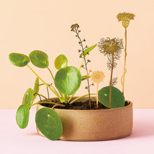 画像をギャラリービューアに読み込む, AS プランツピック