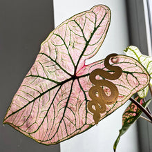 画像をギャラリービューアに読み込む, AS プラントアニマル