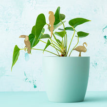 画像をギャラリービューアに読み込む, AS プラントアニマル