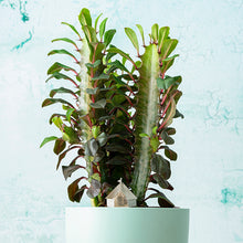 画像をギャラリービューアに読み込む, AS ミニモデル