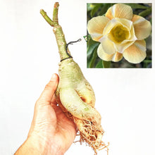 画像をギャラリービューアに読み込む, 【期間限定:3月末まで】アデニウム・オベスム 裸株(裸苗) 白・黄色系(5種から選べる)