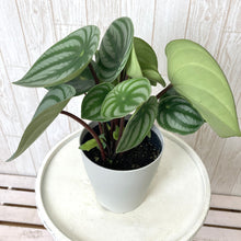 画像をギャラリービューアに読み込む, 【予約商品:5/24発送】ペペロミア・サンデルシー 4号 スイカペペ