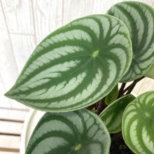 画像をギャラリービューアに読み込む, 【予約商品:5/24発送】ペペロミア・サンデルシー 4号 スイカペペ