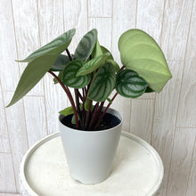 画像をギャラリービューアに読み込む, 【予約商品:5/24発送】ペペロミア・サンデルシー 4号 スイカペペ