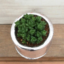 画像をギャラリービューアに読み込む, 【一点物】ハオルチア ウンブラティコラ+DULTONポットセット(Round Pot S/silver)