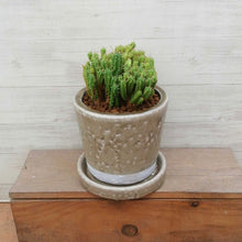 画像をギャラリービューアに読み込む, 【一点物】ユーフォルビア・姫キリン+DULTONポットセット(COLOR GLAZED POT CLAY) 3号