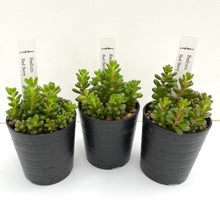 画像をギャラリービューアに読み込む, セダム・レッドベリー 2.5号 3鉢セット 【国内実生苗】