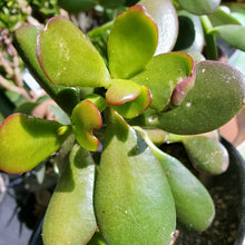 画像をギャラリービューアに読み込む, クラッスラ・マネーメーカー 2.5号 【国内実生苗】