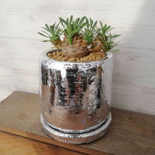 画像をギャラリービューアに読み込む, 【一点物】ユーフォルビア 峨眉山+DULTONポットセット(シルバーポット)