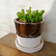 画像をギャラリービューアに読み込む, 【一点物】ユーフォルビア グリーンボール+DULTONポットセット(バイカラーポット)