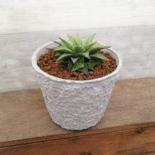 画像をギャラリービューアに読み込む, 【一点物】ハオルチア 白羊宮+ 茎からできた鉢STEMNセット