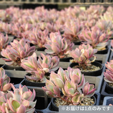 画像をギャラリービューアに読み込む, クラッスラ・マネーメーカー 2.5号 【国内実生苗】