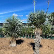 画像をギャラリービューアに読み込む, ユッカ・ロストラータ 8号 【国内栽培】