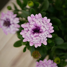 画像をギャラリービューアに読み込む, 【予約商品:3/22発送】オステオスペルマム・シルム 3.5号 3ポットセット