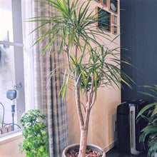 画像をギャラリービューアに読み込む, ドラセナ・コンシンネ 7号 鉢カバー「Re:af®」セット