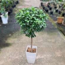 画像をギャラリービューアに読み込む, フィカス・ナナ スタンド仕立て 6号 1鉢