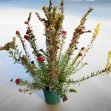 画像をギャラリービューアに読み込む, 【オージープランツ】グレビレア・ジョンエバンス 5号