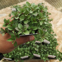 画像をギャラリービューアに読み込む, 【予約商品:1/27発送】オレガノ・ヘレンハウゼン ハーブ苗 3ポットセット