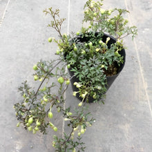 画像をギャラリービューアに読み込む, 【予約商品:3/8発送】クレマチス・ペトリエイ 花苗 3号 3ポットセット