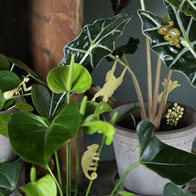 画像をギャラリービューアに読み込む, AS プラントアニマル