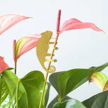 画像をギャラリービューアに読み込む, AS プラントアニマル