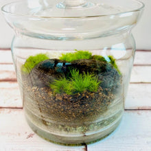 画像をギャラリービューアに読み込む, 【北海道で育った】苔のボトルテラリウム(タマゴケ・シッポゴケ)直径10cm