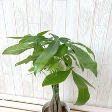 画像をギャラリービューアに読み込む, パキラ ネジリ 4号