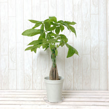 画像をギャラリービューアに読み込む, パキラ ネジリ 4号