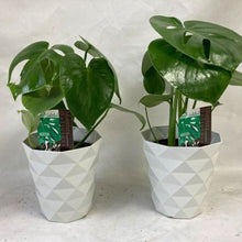 画像をギャラリービューアに読み込む, モンステラ・デリシオサ 5号