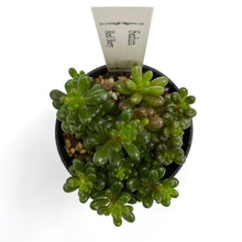 画像をギャラリービューアに読み込む, セダム・レッドベリー 2.5号