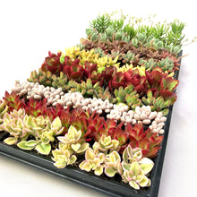 画像をギャラリービューアに読み込む, 多肉植物 プラグ苗 1号 ケース売り 72個入セット【12品種保証】