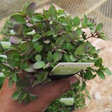 画像をギャラリービューアに読み込む, 【予約商品:1/27発送】オレガノ・ブルガレ ハーブ苗 3ポットセット