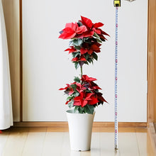 画像をギャラリービューアに読み込む, 【予約商品:11/24発送分】ポインセチア・イタリアンレッド 6号 2段スタンド仕立て