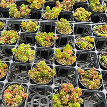 画像をギャラリービューアに読み込む, セダム・レッドベリー 2.5号