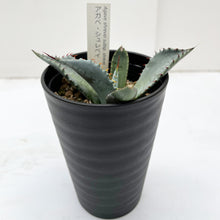 画像をギャラリービューアに読み込む, 【一点物】アガベ・シュリベイ 3.5号