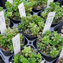 画像をギャラリービューアに読み込む, セダム・レッドベリー 2.5号