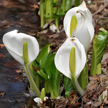 画像をギャラリービューアに読み込む, 【予約商品:2/24以降発送】水芭蕉(ミズバショウ) 花苗 4号 2023年開花見込み株