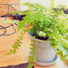 画像をギャラリービューアに読み込む, ネフロレピス・E・ツデー 4号 室内におすすめ 観葉植物 インテリアグリーン