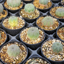 画像をギャラリービューアに読み込む, ユーフォルビア・オベサ 2.5号