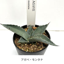 画像をギャラリービューアに読み込む, 【国内実生苗】アガベ 3種アソートセット 2.5号