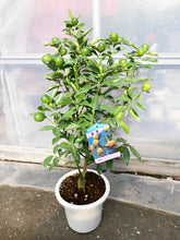 画像をギャラリービューアに読み込む, 【予約商品:12/2以降発送】金柑(キンカン) 実付き 6号