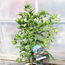 画像をギャラリービューアに読み込む, 【予約商品:12/2以降発送】金柑(キンカン) 実付き 6号