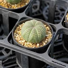 画像をギャラリービューアに読み込む, ユーフォルビア・オベサ 2.5号