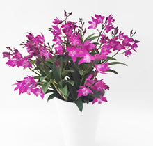 画像をギャラリービューアに読み込む, 【予約商品:12/23発送】デンドロビウム・キンギアナム お正月ギフト(袋&ピック付き) 5号 1鉢