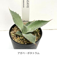 画像をギャラリービューアに読み込む, 【国内実生苗】アガベ 3種アソートセット 2.5号